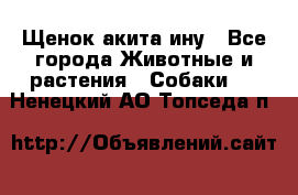 Щенок акита ину - Все города Животные и растения » Собаки   . Ненецкий АО,Топседа п.